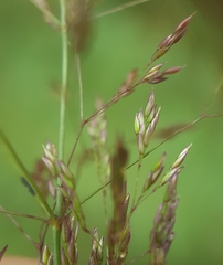 Agrostis stolonifera