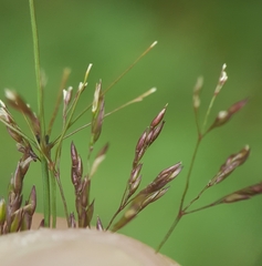 Agrostis stolonifera