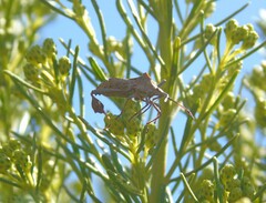 Leptoglossus chilensis