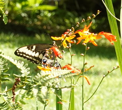 Papilio ophidicephalus phalusco