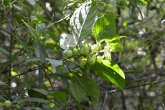 Physalis campechiana