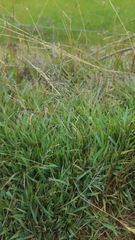 Eragrostis stolonifera