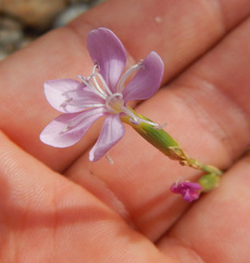 Dianthus ciliatus
