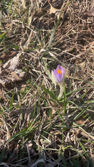 Crocus tommasinianus