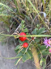 Rosa arkansana