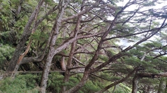 Tsuga chinensis