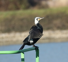 Phalacrocorax carbo sinensis