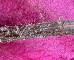 Botrytis