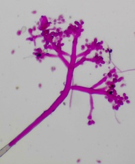 Botrytis