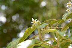 Solanum chiapasense