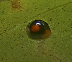 Cryptognatha amabilis