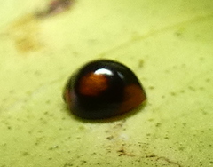 Cryptognatha amabilis