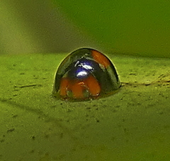 Cryptognatha amabilis