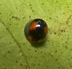 Cryptognatha amabilis