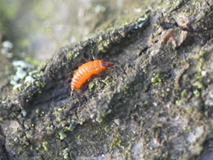 Thysanoptera