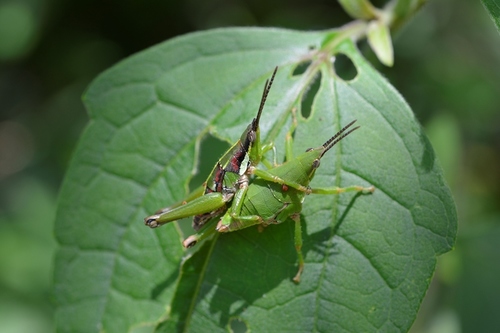 Sphenarium histrio