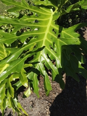 Thaumatophyllum bipinnatifidum