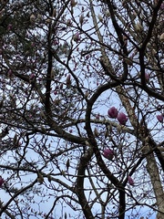 Magnolia liliiflora