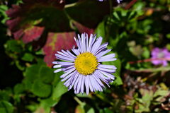 Erigeron multiradiatus
