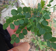 Colutea