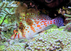 Cirrhitichthys falco