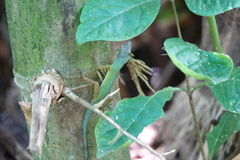 Anolis trinitatis