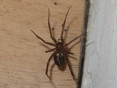 Steatoda grossa