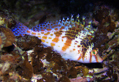 Cirrhitichthys falco