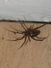Steatoda grossa