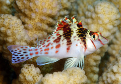 Cirrhitichthys falco