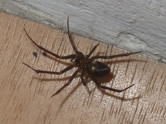 Steatoda grossa