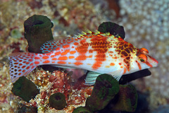 Cirrhitichthys falco