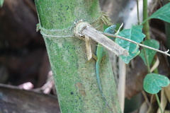 Anolis trinitatis