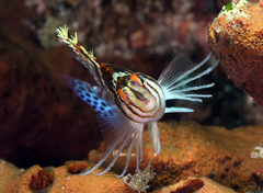 Cirrhitichthys falco