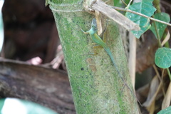 Anolis trinitatis