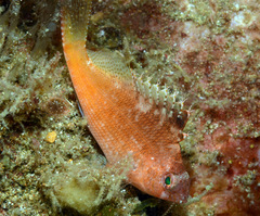 Cyprinocirrhites polyactis