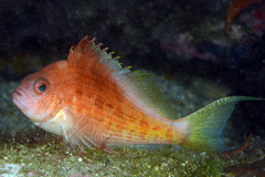 Cyprinocirrhites polyactis