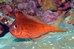 Cyprinocirrhites polyactis