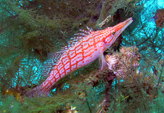 Oxycirrhites typus