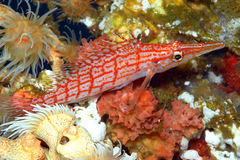 Oxycirrhites typus