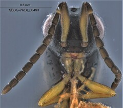 Megaspilidae