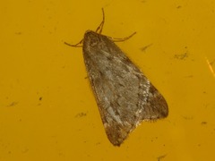 Alsophila aescularia