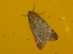 Alsophila aescularia