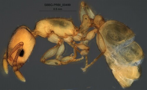 Temnothorax carinatusTemnothorax carinatus