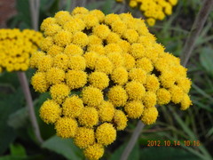 Helichrysum nudifolium