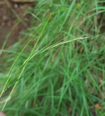 Microlaena stipoides