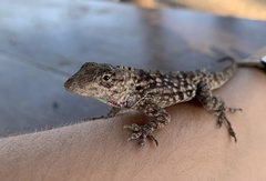 Anolis charlesmyersi