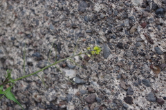 Sisymbrium erysimoides