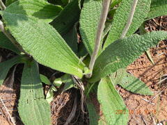 Helichrysum nudifolium