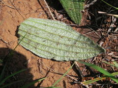 Helichrysum nudifolium
